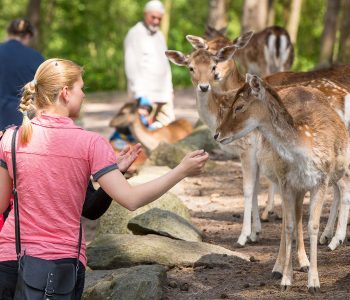 Wildpark Lüneburger Heide - Dammwild