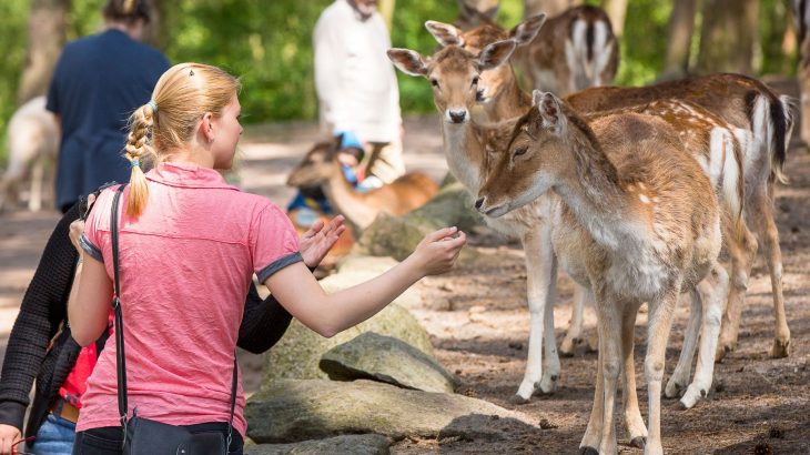 Wildpark Lüneburger Heide - Dammwild