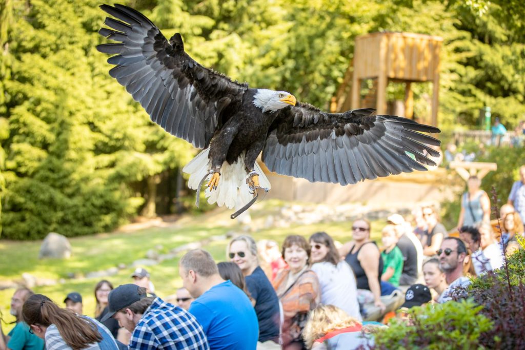 Wildpark Lüneburger Heide - Greifvogelschau