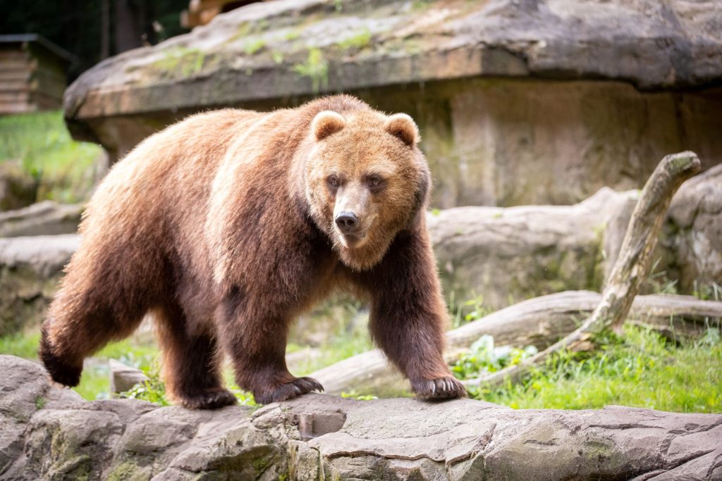 Wildpark Lüneburger Heide - Bär